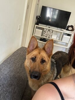 Hund - 4
