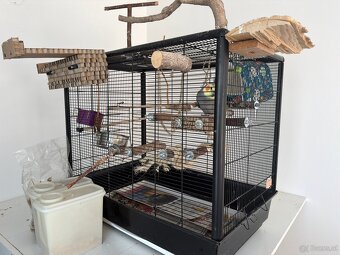 Nymphensittich - 4
