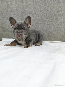 Französischen Bulldog - 4