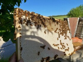 Mittelwände Bienenwachs - Beewax - 4
