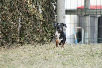 Standard Dackel Hündin sucht neues Traumzuhause - 4