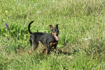 Zwergpinscher Hündin sucht neues Traumzuhause - 4