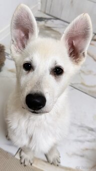 Weißer Schweizer Schäferhund - 4