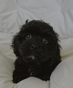 Cavapoo die unglaubliche süße Entstehung zweier toller Rasse - 4