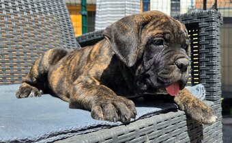 Cane corso mit Stammbaum - 4