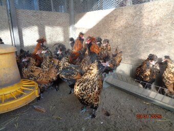 Bruteier Pawlowskaya gold - 4