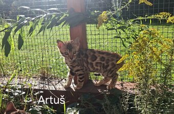 BENGAL-KITTEN MIT FIFe-STAMMBAUM - 4
