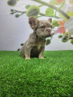 Französische Bulldogge - 4