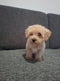 Maltipoo - 4