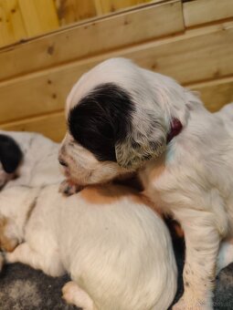 Englische Setter - 4