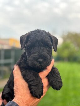Zwergschnauzer schwarz - 4