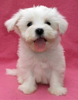 Mini Malteser Welpen - 4