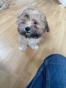 2 zuckersüße Malteser/Shitzu Welpen sichen ein Zuhause - 4