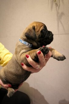 Bullmastiff - 4