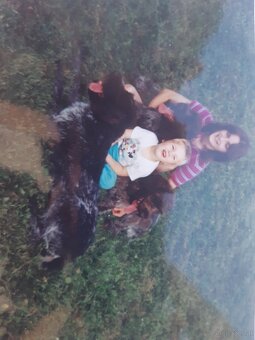 SUCHE DEUTSCH DRAHTHAAR RÜDEN - 4