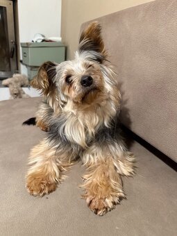 Yorkshire Terrier 4,5 Jahre alt, 4,4 kg - 4
