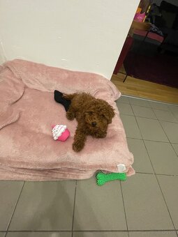 Toy Poodle - 4