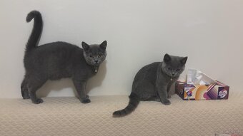 2 Britisch Kurzhaar Katzen (4 & 7 Monate) nur gemeinsam abzu - 4