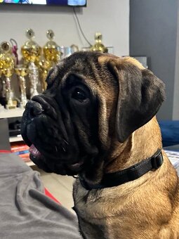 Bullmastiff welpe - 4