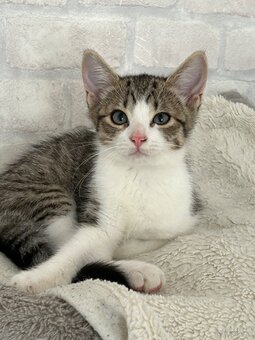 🐾 Zwei Katzenmädchen suchen ein liebevolles Zuhause - 4