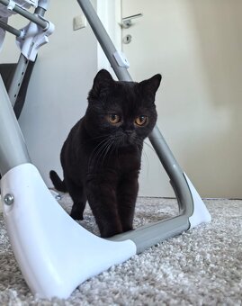 BKH Kater - Notfallabgabe (Katze) - 4