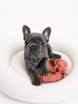 Französische Bulldogge – Hündin - 4