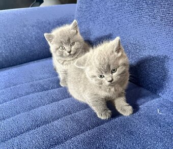 Original Britische Katzen - 4