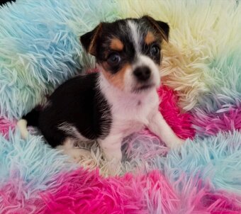 Beawer yorky Chihuahua Mix Welpen - 4