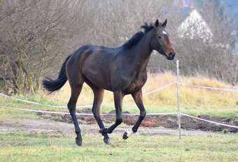 Verkaufe Stute - 4