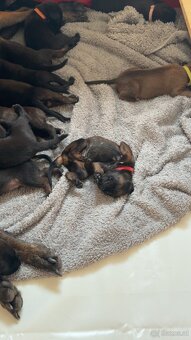 Cane Corso x Malinois Welpen - 4