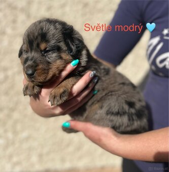 Beauceron - 4