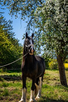 Shire horse stute - 4