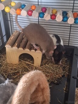 Farbratten Weibchen - 4