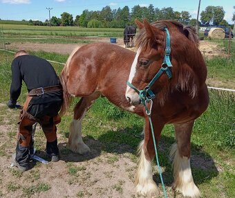 Drum horse hengst - 4