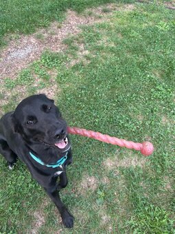 Labrador Mix - 4