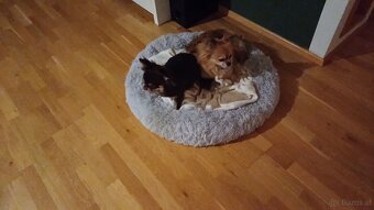 2 chihuahua reinrassig verkaufen - 4