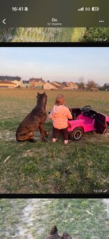 Wurfankündigung Malinois x Cane Corso - 4