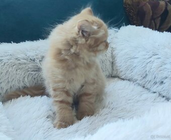 Sibirische Katze – Kater mit Stammbaum (PP) - 4