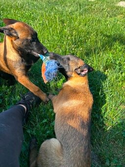 Belgischer Schäferhund (Malinois) - 4