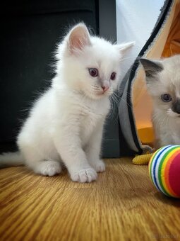 Edelmix Ragdoll Heilige Birma Kitten - 4
