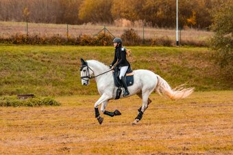 Kladruber horse - 4