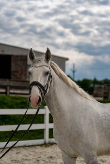Kladruber horse - 4