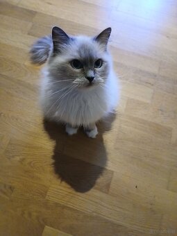 Ragdoll Katze - 4