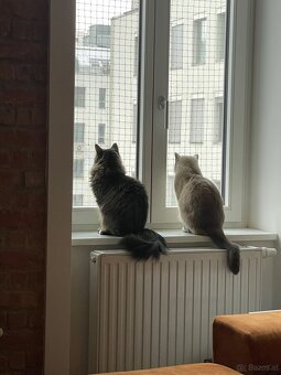 Katzen zu vergeben - 4