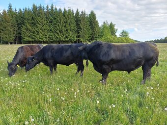 Aberdeen Angus Zuchtbulle - 4