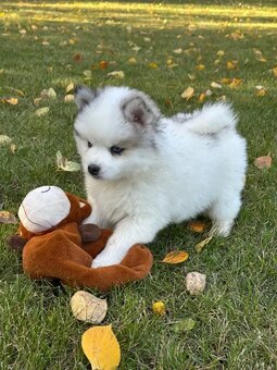 Pomsky-Welpen - 4