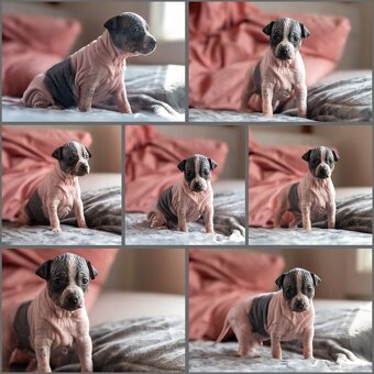 Welpen des Amerikanischen Nacktterriers - 4