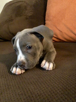 American Pit-Terrier-Welpen - 4