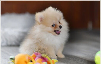 Wunderschöne Pomeranian-Welpen - 4