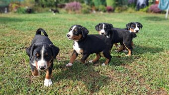 Appenzeller Sennenhund - FCI-Welpen - 4